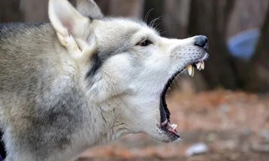 Rare canine rabies case discovered near Paris: ministry