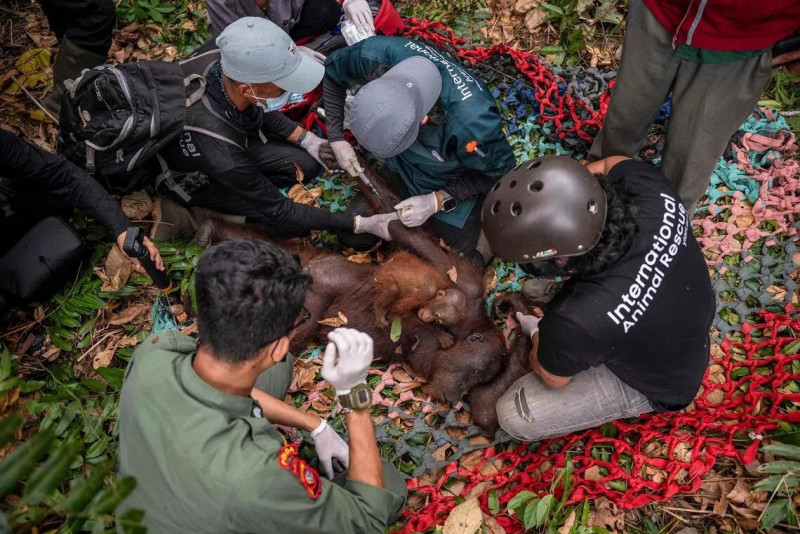 Wildfires force rescue of orangutan mother, baby in West Kalimantan