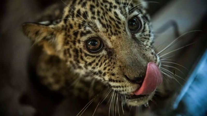 Nicaragua op rescues jaguar cubs in social media ad