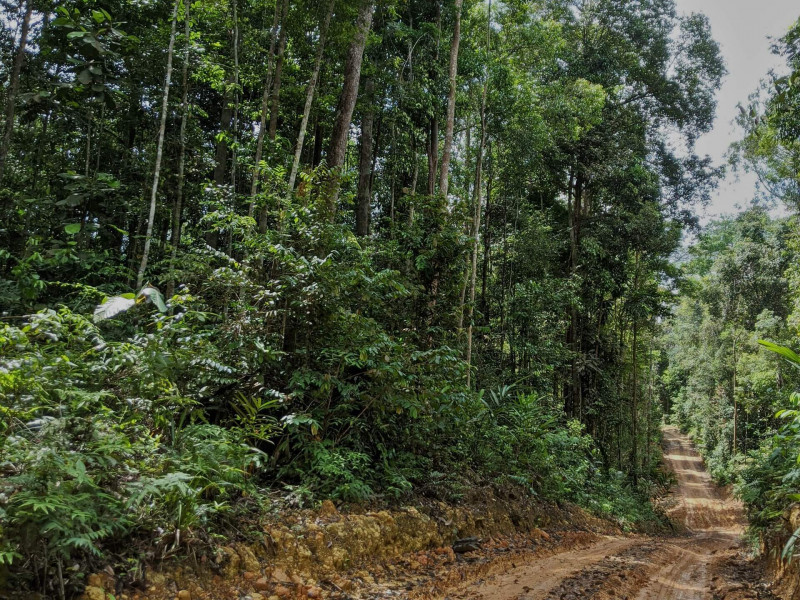 ‘Placing Orang Asli reserves under sultanate land way to protect their interest’