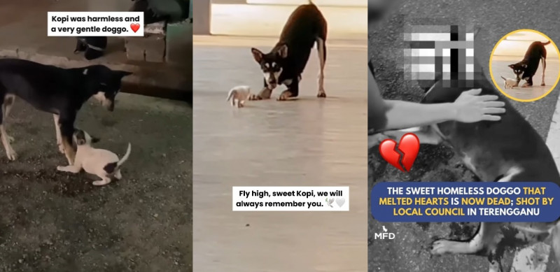 Malaysians demand justice for ‘Kopi’ - the stray that won many hearts