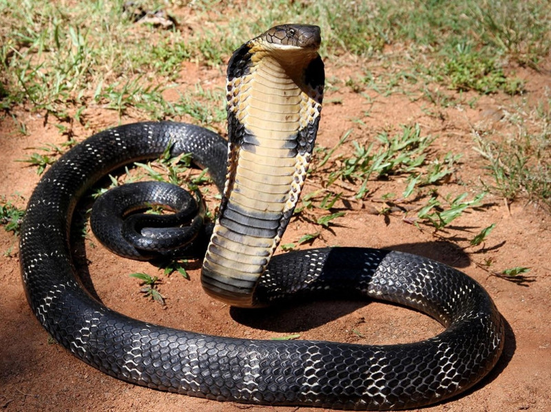 APM officer dies after being bitten by king cobra during reptile demonstration