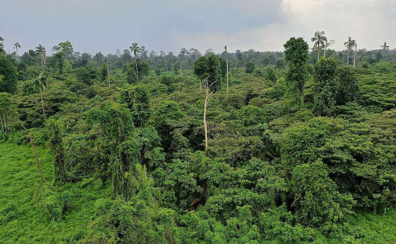 Years after, Kuala Langat North Forest Reserve to be regazetted early May