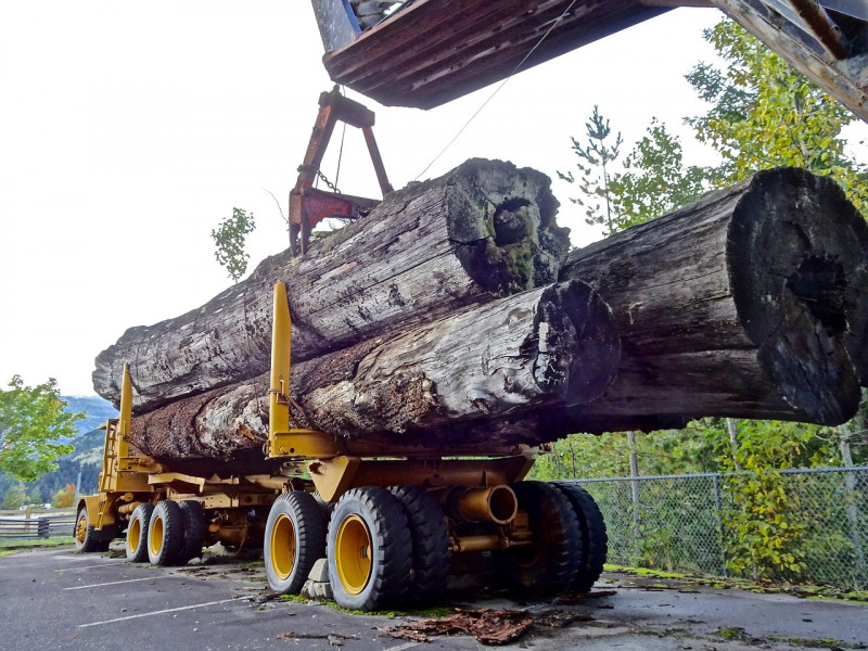 Company sues Pahang for more logging land, claims RM79 mil lost in revenue