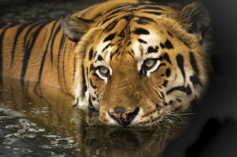 Police Shoot Dead ‘man Eater Tiger That Killed Nine In India World