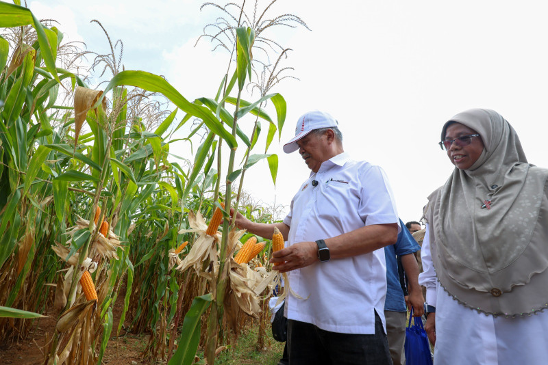 Nation targets 30% grain corn self-sufficiency to reduce import risks