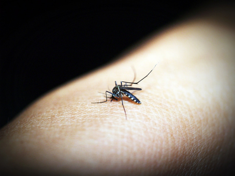 Super-resistant mosquitoes in Asia pose growing threat: study