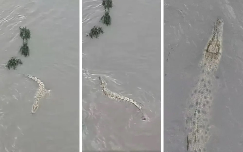 Downpour disrupts croc capture efforts, Perhilitan urges public to stay away