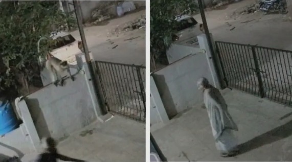 91-year-old woman dies after alleged monkey attack in Karnataka