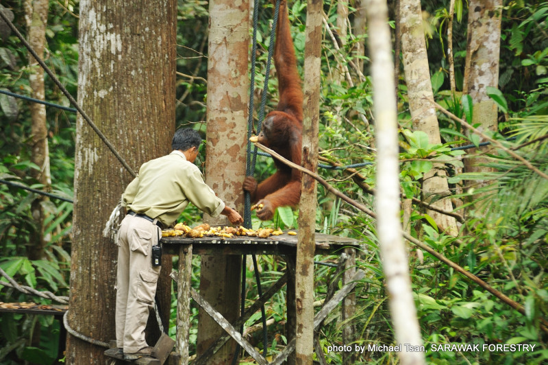 Humans kill orangutans, not other way around: S’wak environmental activist