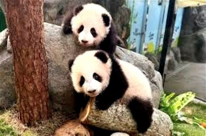 Fu Wa, Feng Yi to return to China in May as Malaysia signs new 10-year panda agreement