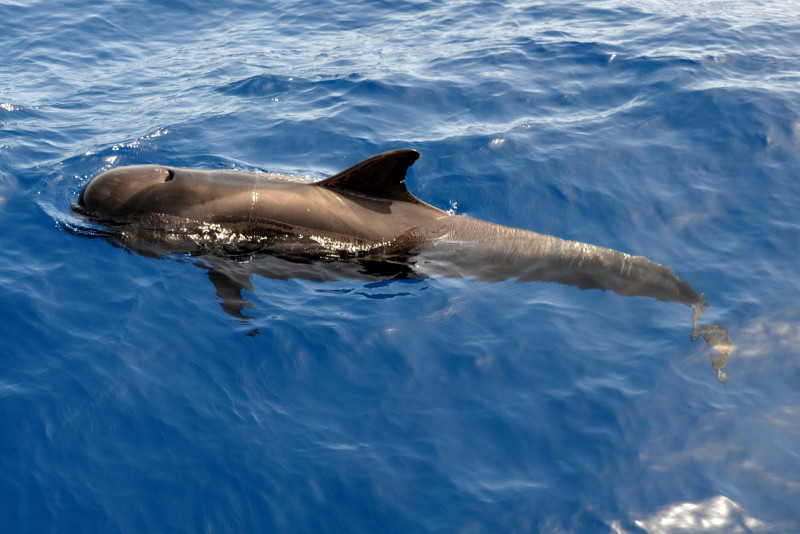 Scores of pilot whales dead in N. Zealand stranding