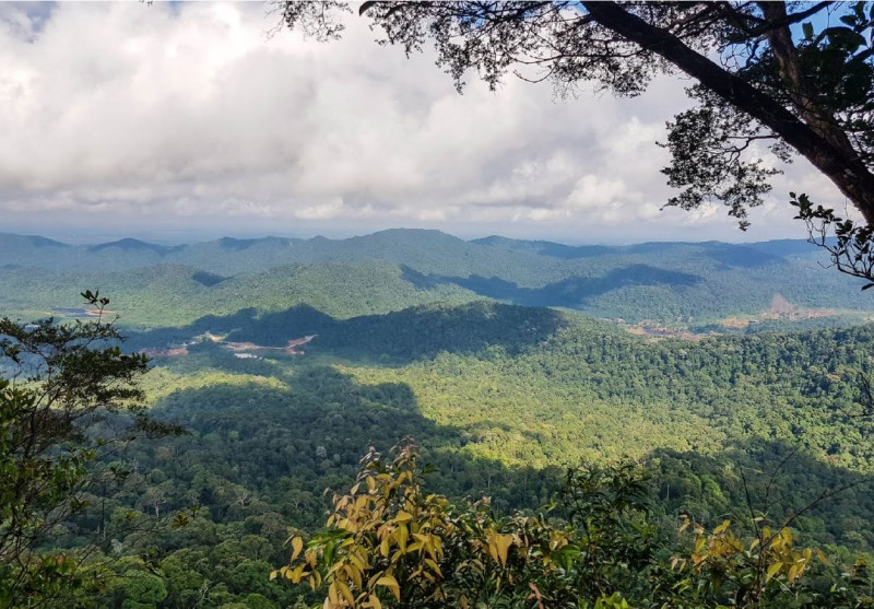 Singaporean man believed lost while hiking Pantai Timur Forest Reserve