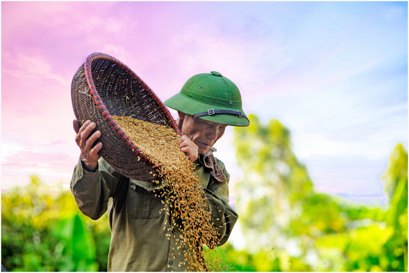 Thailand on track to be world’s second-largest rice exporter
