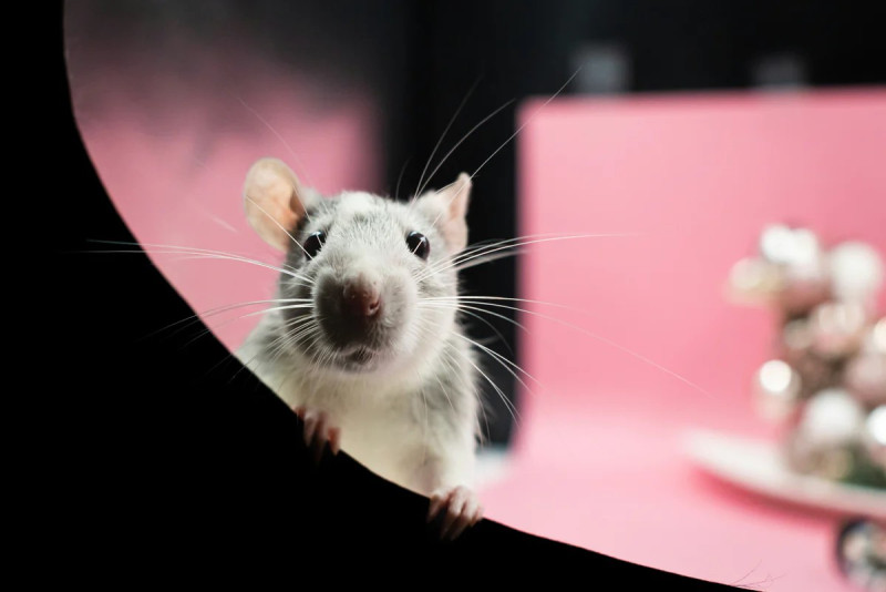 Illegal rat poison blamed for surge in child poisoning cases, says Poison Centre