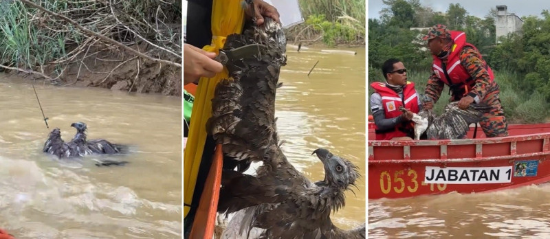Regent of Pahang rescues eagle trapped in a fishing net