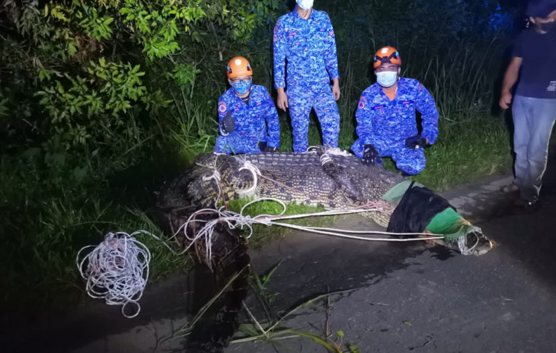 Sabah sees second giant crocodile caught in 4 months