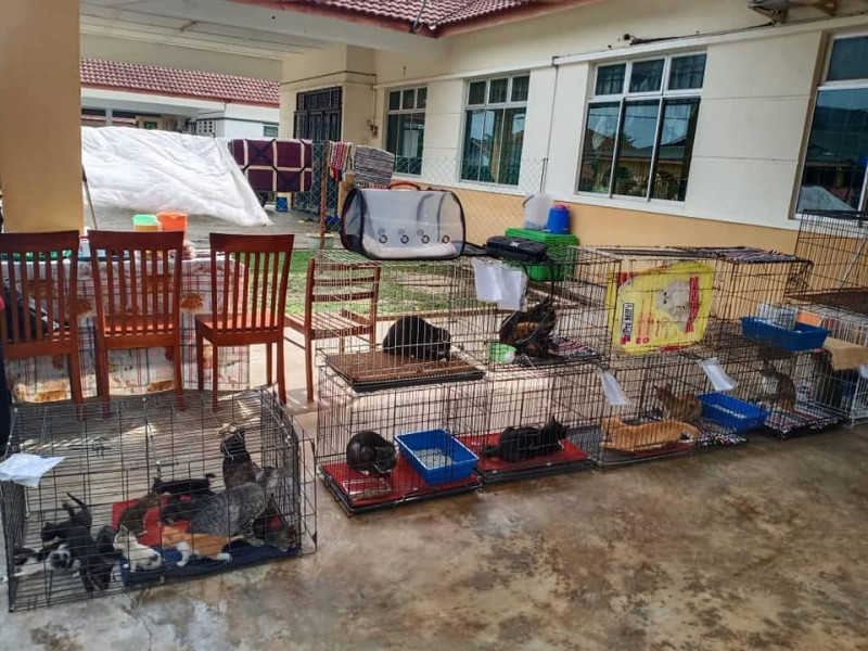 Pahang animal lovers rescue 200 flood-stricken cats