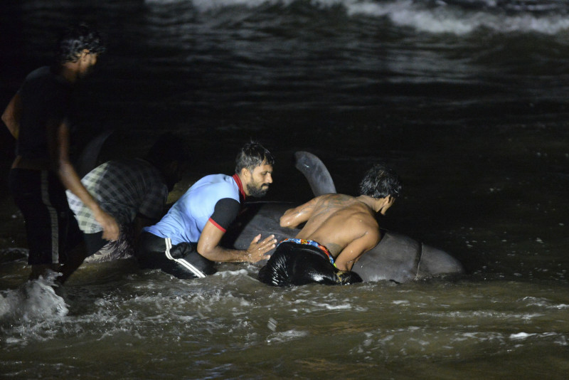 Sri Lanka rescues 120 whales after mass stranding