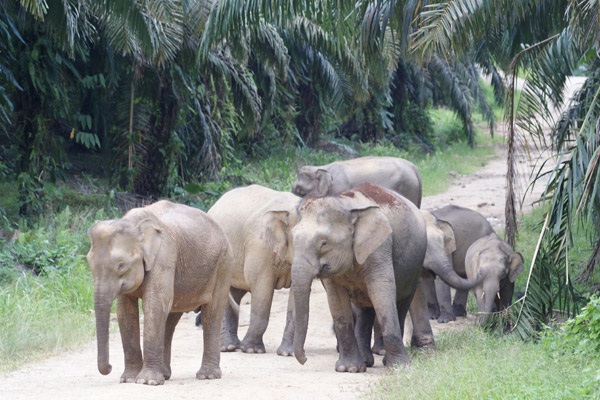 Championing Borneo’s gentle giants: The woman behind Sabah’s elephant conservation