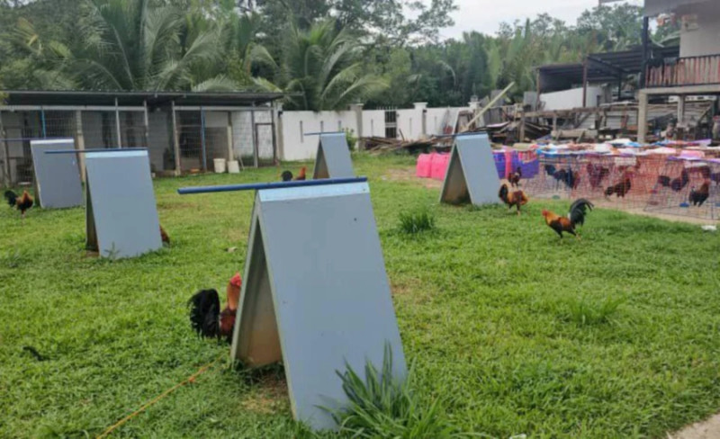 Police seize crude palm oil, fighting cocks and contraband worth over RM4.3m in Sabah, Kedah