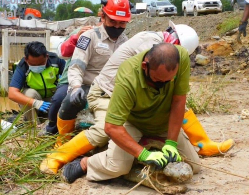 15ft croc rescued at factory in Bintulu