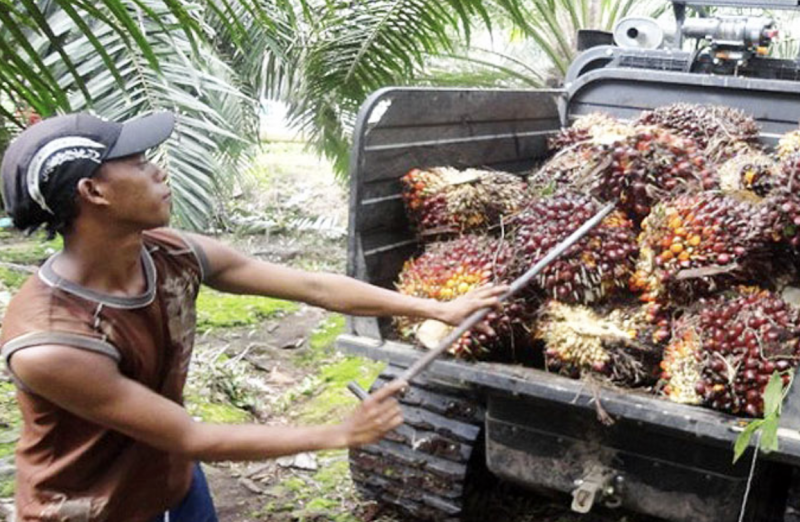 Sarawak eyes Timorese workers as migrant labour shortage worsens