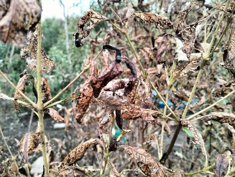 Kedah villagers face horror ‘attack’ of black caterpillars 