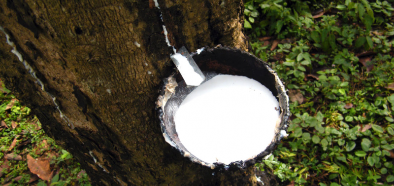 Natural rubber rises 3.7% month-on-month in September