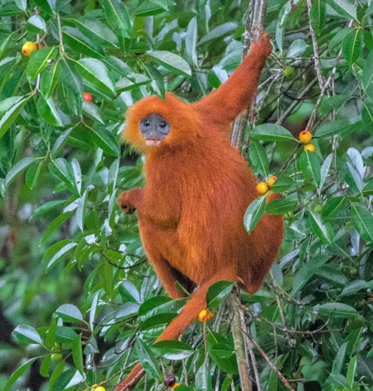 Sarawak doubles efforts to preserve critically endangered Red Langur