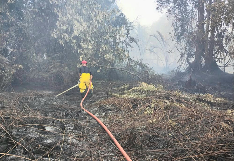 Sarawak wildfires spread as temperatures rise