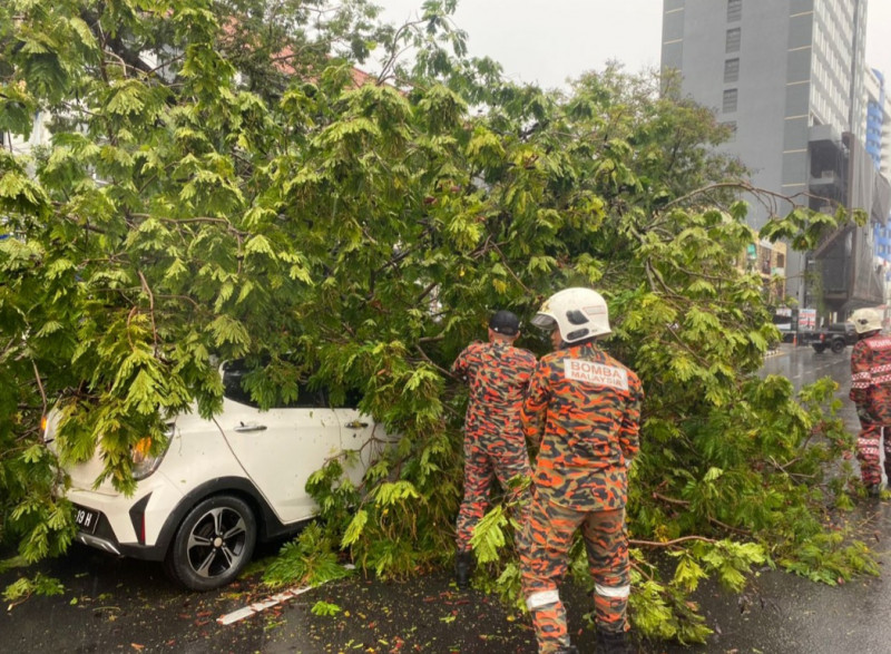 4 women escape being crushed by large tree