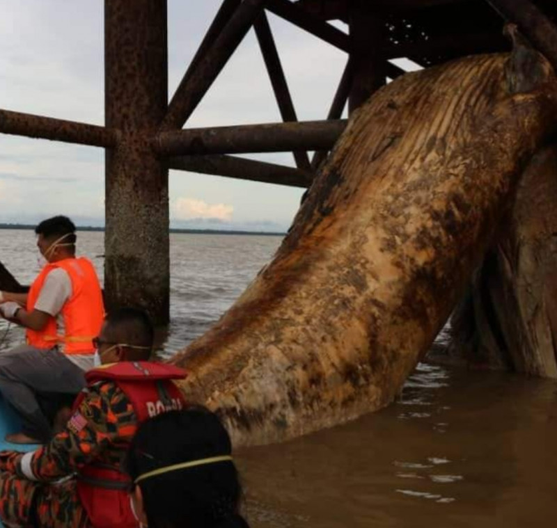 Carcass of 10-metre long Baleen whale being salvaged for analysis and preservation