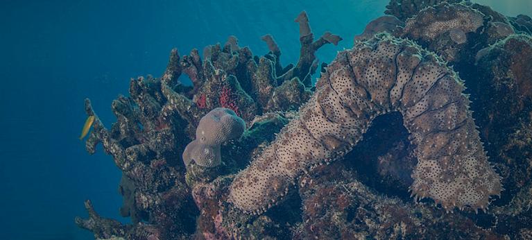 Sea cucumber, fish maw trade in M’sia, S’pore brings extinction risk