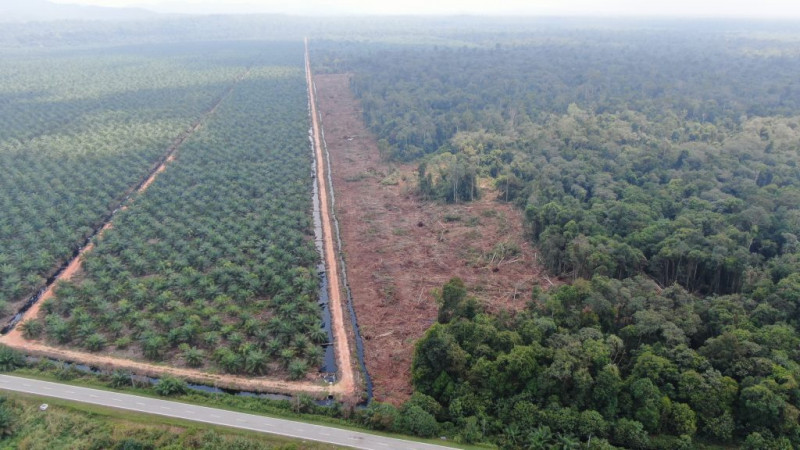 KLNFR saga: NGOs cry foul over Selangor agency’s destruction of replacement forest
