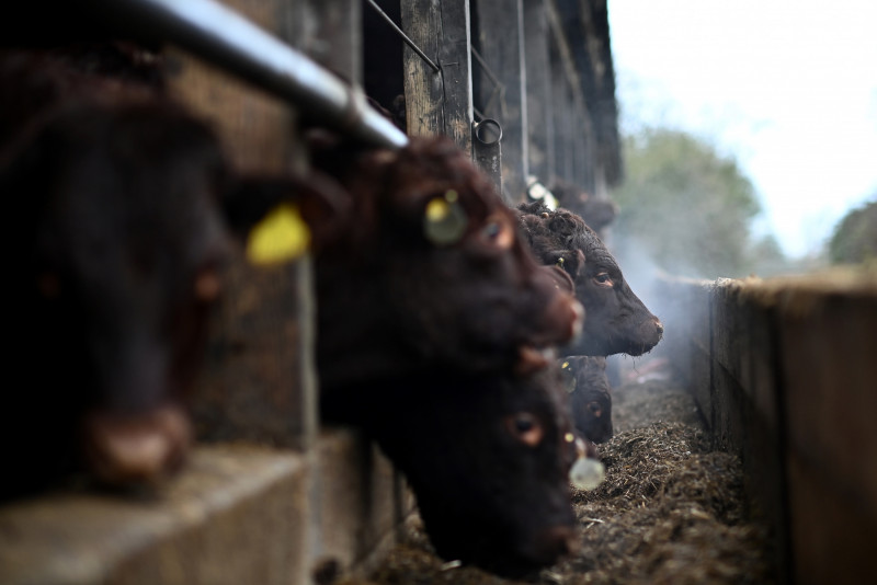 UK farmers face double uncertainty with Brexit, subsidy overhaul