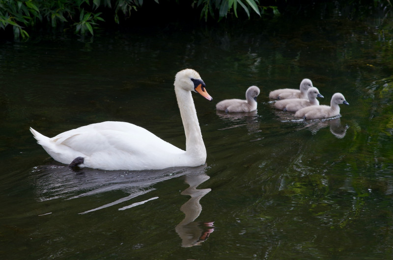 New York teens arrested for killing, eating a swan
