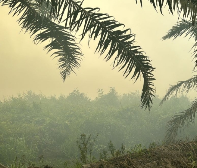 Raging fires near border with Brunei gut forests the size of 50 football fields