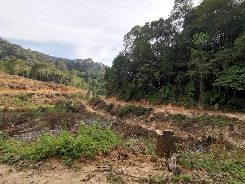 Rampant clearing of Penang hills for agriculture hits distressing level