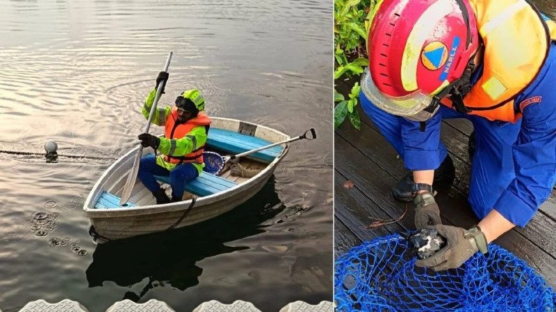 Crow rescued from Titiwangsa Lake by civil defence team