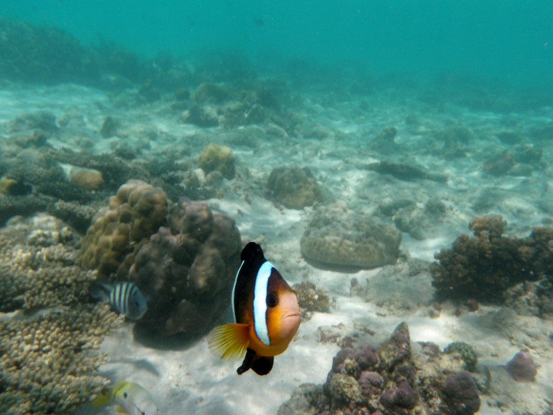 Outlandish? Unregulated seabed mining could happen soon