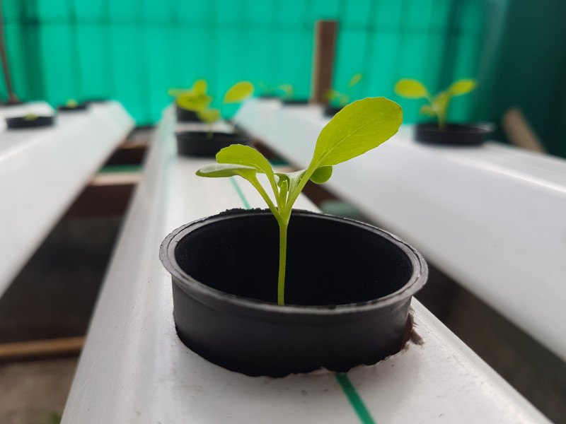 Why not grow your own food?: CAP