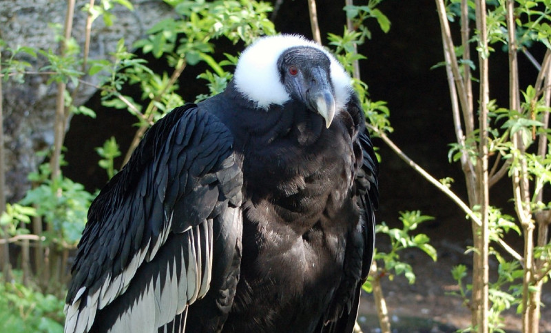 Bolivia investigates deaths of 35 endangered condors