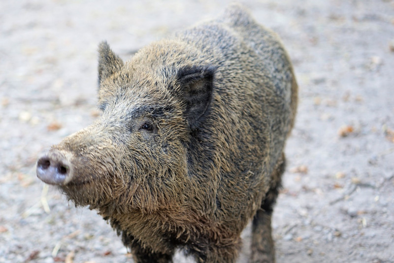 Sabahans urged to stop eating wild boar over ASF fears