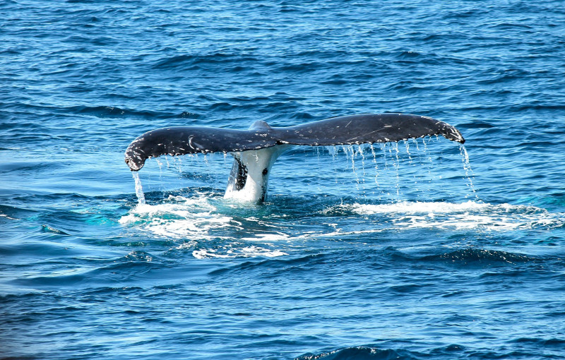 NZ boat clashes with whale, kills five