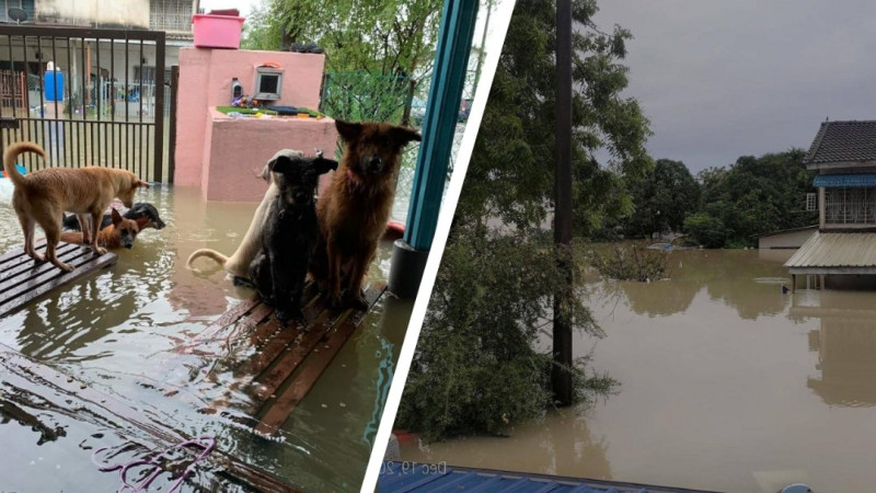 M’sians rescue ‘forgotten’ cats, dogs amid worst flood in Klang Valley 