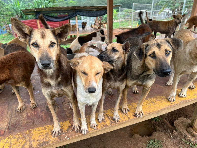 Furrykids Safehaven to hold fundraising dinner for its over 2,000 dogs