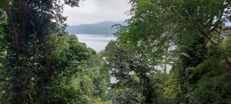 The forest before the border