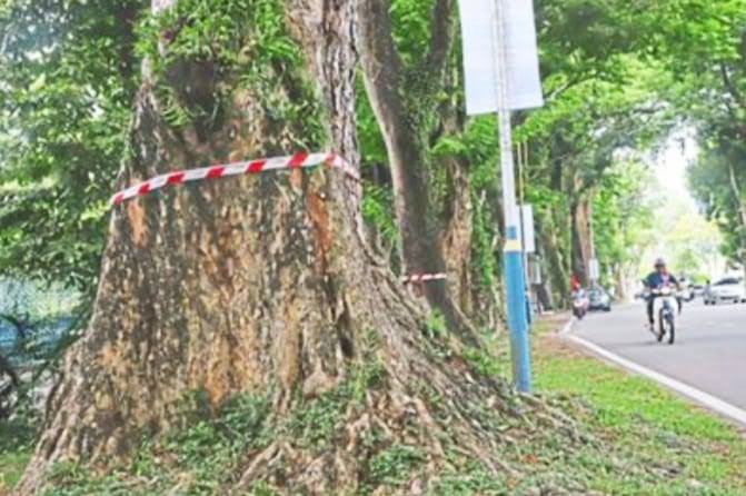 Penang urged to plant new trees before felling those deemed rotten