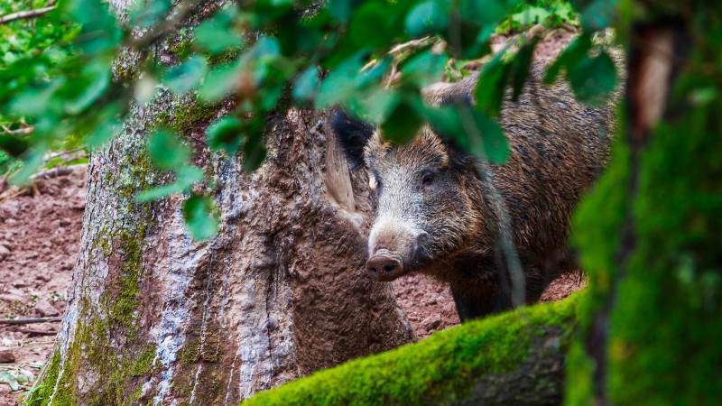 Report wild boar, pig deaths immediately: Veterinary Dept